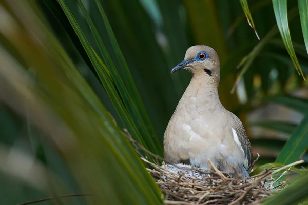 Paloma pájaro calentando sus bebés — Foto de Stock