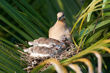 Onun kızlarla güvercin