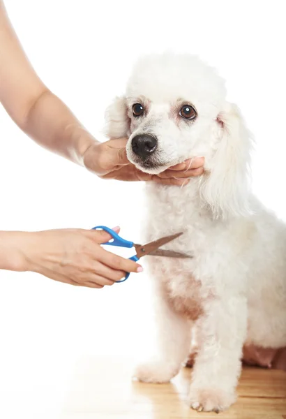 Make hair cut for poodle — Stock Photo, Image