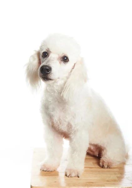 White poodle on table — Stock Photo, Image