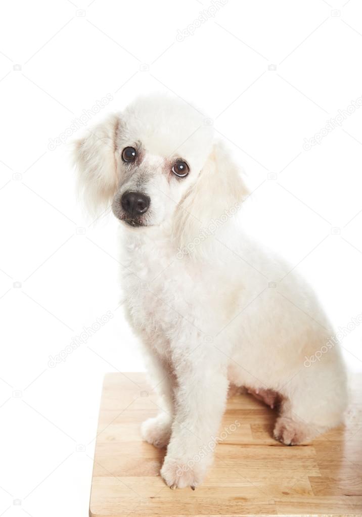 Peluquería Canina Cortes De Pelo Para Perros Chinos Cortes De Pelo