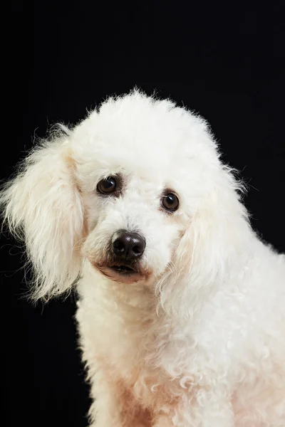 One white poodle Stock Image