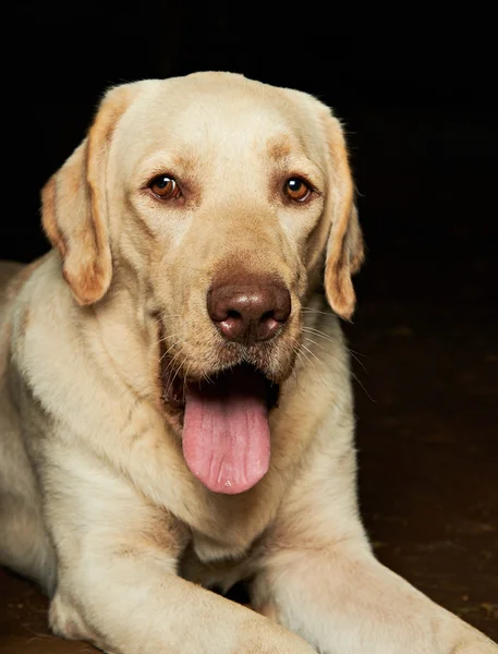 Golden retriver δείξει γλώσσα — Φωτογραφία Αρχείου