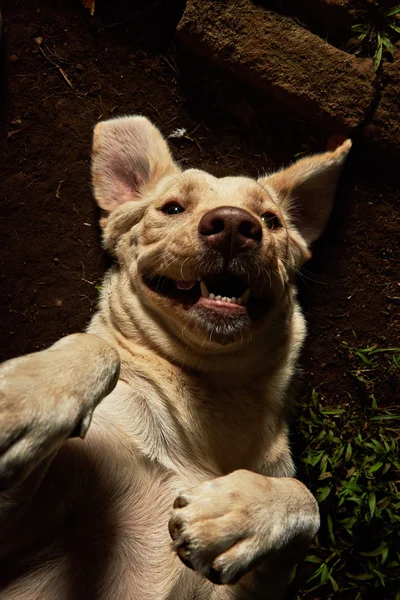 funny portrait of golden retriever