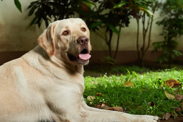 Perro tendido sobre hierba — Foto de Stock