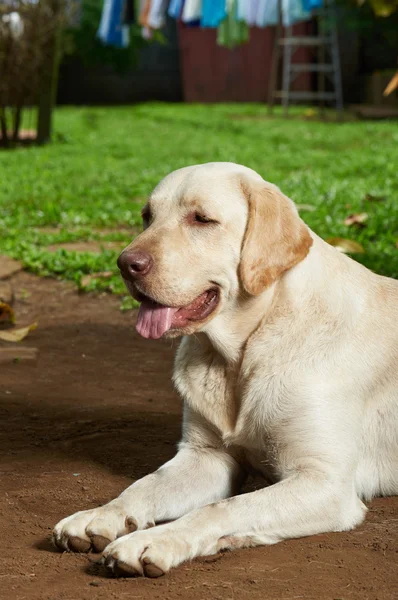 Casa de vigilancia del perro —  Fotos de Stock