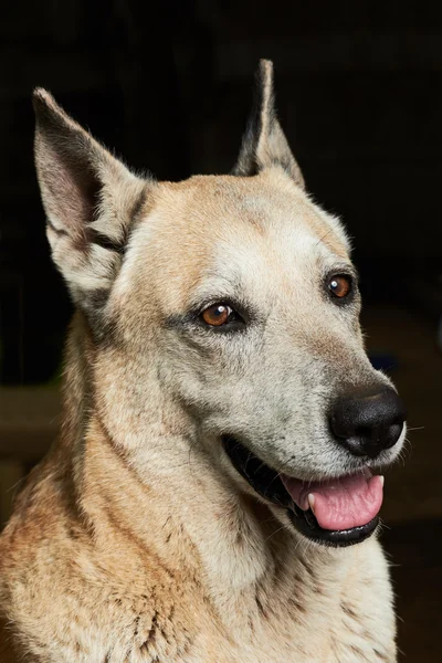 Cão pastor corajoso — Fotografia de Stock