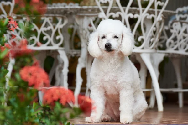 Femelle caniche française — Photo