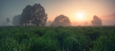 Akşam güneşi bahar çayır üzerinde