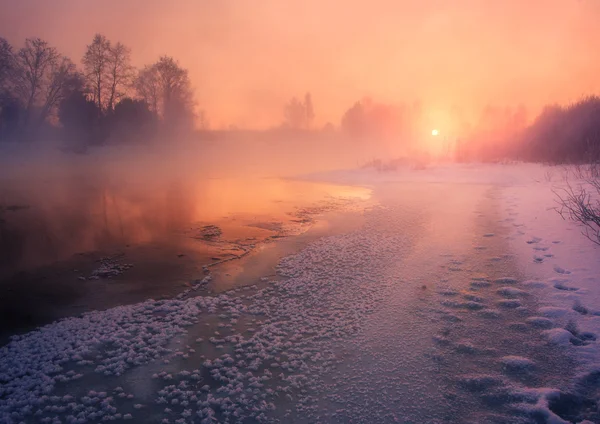 Arbres d'hiver illuminés par le soleil levant — Photo