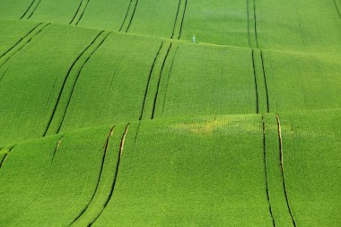 Yeşil çimenlerin üzerinde dalgalı alan