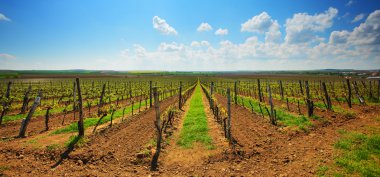 Mavi gökyüzünün altında Fransız üzüm bağı