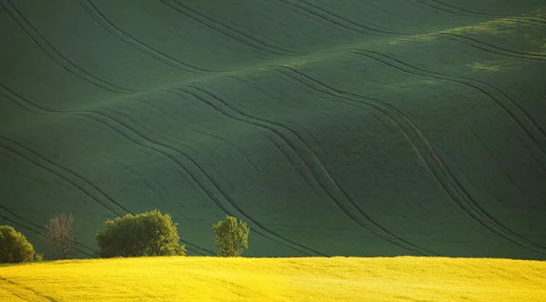 Sarı kolza tohumu alan ve yeşil tepeler — Stok fotoğraf