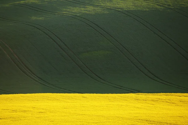 Kolza tohumu alan ve yeşil tepeler — Stok fotoğraf