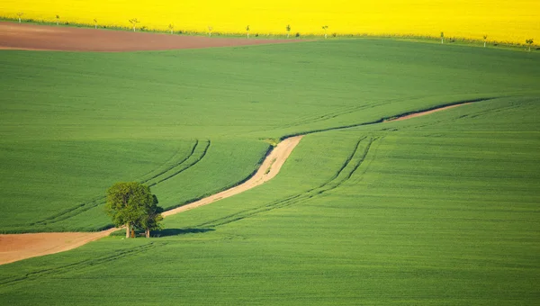 緑の草原に 1 つのリンゴの木 — ストック写真