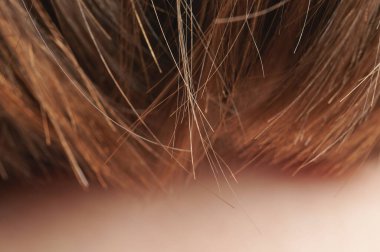 Küçük kahverengi saçlar makroyu kapatır. Saç kesimi teması