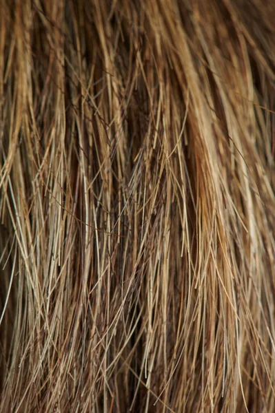 Καστανά Μαλλιά Φροντίδα Φόντο Μακροεντολή Close View — Φωτογραφία Αρχείου