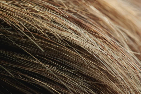 Brown Final Cabelo Saudável Fundo Desfocado — Fotografia de Stock