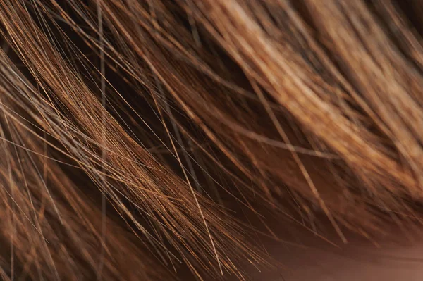Brun Couleur Orange Vue Macro Cheveux Les Extrémités Des Cheveux — Photo