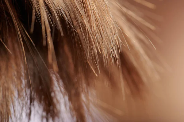 Чисте Пензля Пряме Коричневе Волосся Закінчується Макро Крупним Планом Розмитому — стокове фото