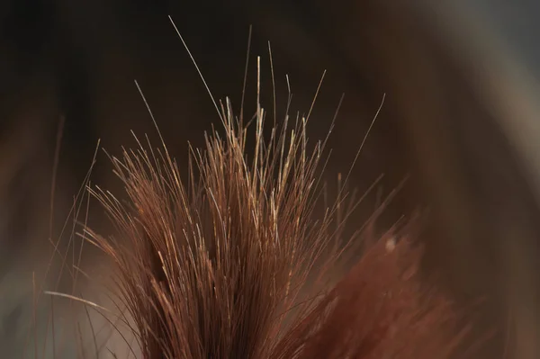 Καστανά Μαλλιά Τελειώνει Φόντο Κούρεμα Από Κοντά — Φωτογραφία Αρχείου