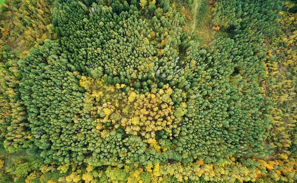 Sfondo Foresta Autunno Sopra Vista Dall Alto Modello Foresta — Foto Stock