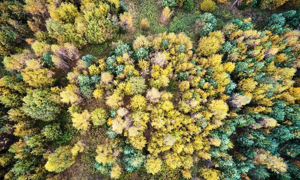 Vacker Höst Skog Bakgrund Ovanför Drönare Ovanifrån — Stockfoto