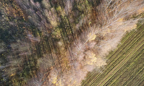 Πορτοκαλί Χρώμα Φθινόπωρο Δάσος Τοπίο Πάνω Από Την Κορυφή Άποψη — Φωτογραφία Αρχείου