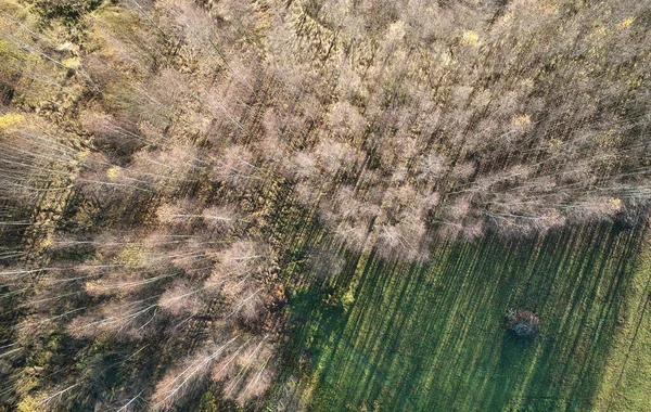 Floresta Branca Com Campo Outono Verde Acima Vista Superior Drone — Fotografia de Stock