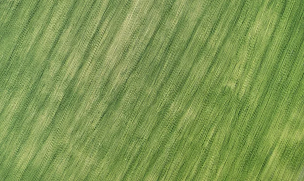 上から見た緑の草の質感 きれいな草の背景 — ストック写真