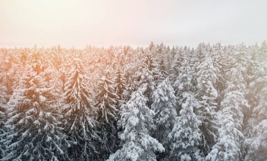 Sabah gökyüzünde karla kaplı çam ağaçları. Arka planda hava aracı görüntüsü.