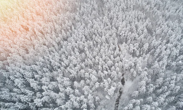 Зимний Лес Легким Туманом Солнечном Свете — стоковое фото
