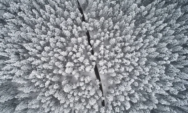 Camino Entre Bosque Invierno Por Encima Vista Superior Del Dron — Foto de Stock