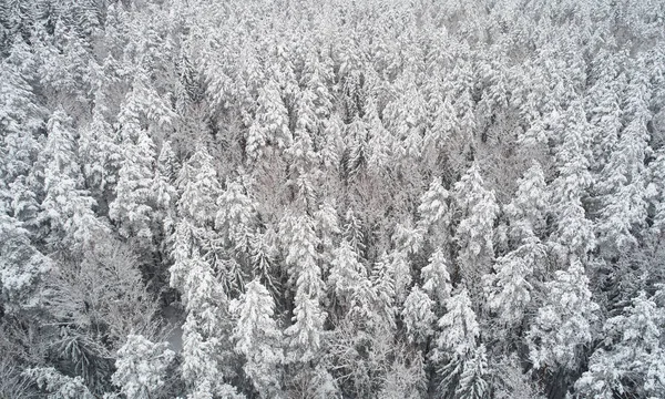 Зимний Лес Фон Белый Снег Покрыл Сосны Вид Воздуха Беспилотника — стоковое фото