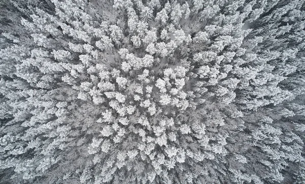 Fondo Invierno Blanco Brillante Patrón Árboles Forestales Invierno Por Encima — Foto de Stock