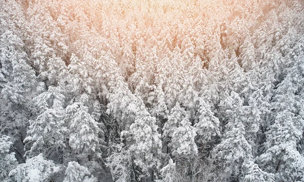 Floresta Inverno Com Luz Ensolarada Vista Drone Aéreo Dia Inverno — Fotografia de Stock