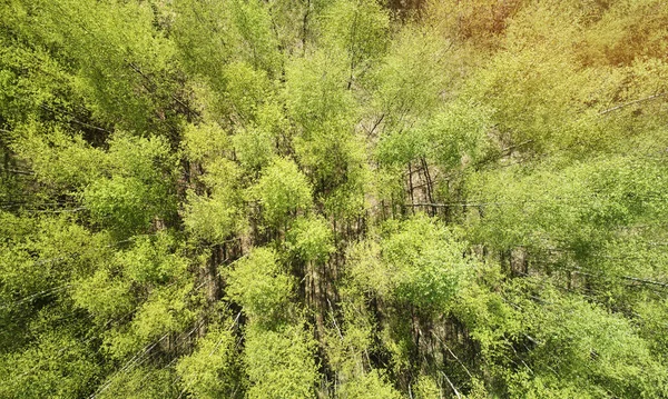 Gröna Träd Ovanför Drönare Ovanifrån Solig Dag — Stockfoto