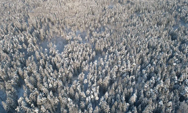 Zimowy Las Pokryty Śniegiem Antena Nad Widokiem Drona — Zdjęcie stockowe