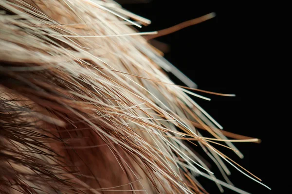 Яркие Прямые Волосы Заканчивают Макровид Черном Фоне — стоковое фото
