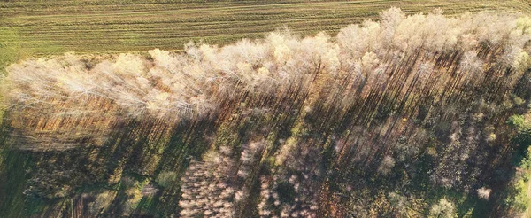 Üst Dron Görünümünün Üzerinde Uzun Gölgeli Beyaz Ağaçlar — Stok fotoğraf