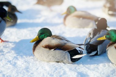 Yaban ördeği kışın güneşli bir günde karda oturur