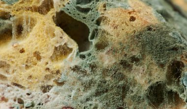 Ekmek makrosu üzerinde mantar sporları yakın görünüm