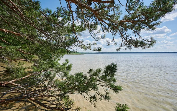 Fir Tree Lake Beach Blue Sky Background — Stok fotoğraf