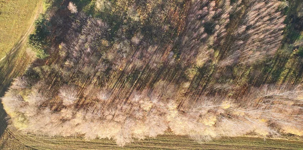 Color Oro Otoño Paisaje Aéreo Por Encima Vista Del Dron — Foto de Stock