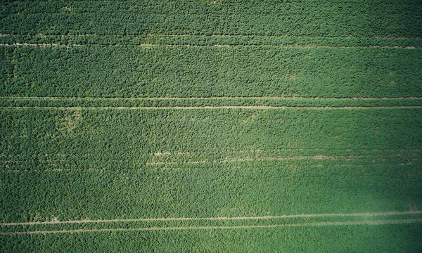 Πράσινο Γκαζόν Αφηρημένο Φόντο Πάνω Από Την Κορυφή Drone Προβολή — Φωτογραφία Αρχείου