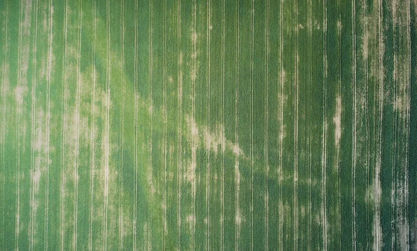 Λιβάδι Πράσινο Γρασίδι Και Γραμμές Πάνω Από Drone Top View — Φωτογραφία Αρχείου