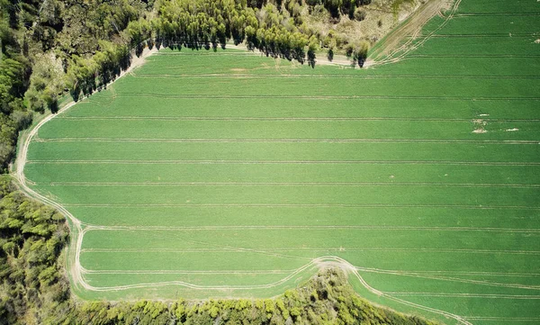 Prado Verde Com Floresta Torno Cima Vista Drone Superior Dia — Fotografia de Stock