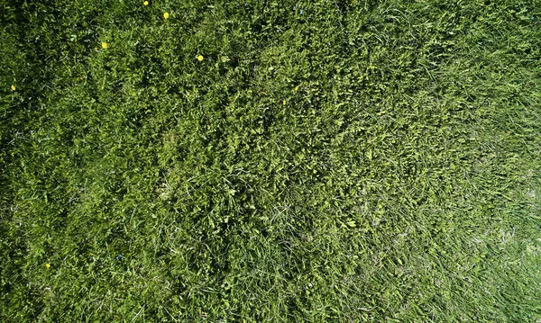 Groen Gras Met Gele Bloem Achtergrond Boven Bovenaanzicht — Stockfoto