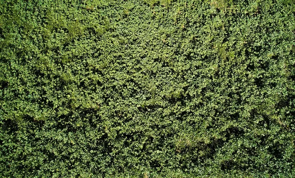Güneşli Bir Günde Tepedeki Manzaranın Üzerinde Yeşil Çimenler Yeşil Alanın — Stok fotoğraf