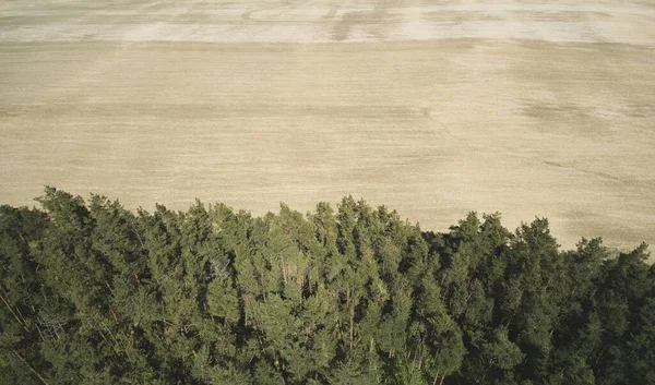 Cortando Tema Floresta Árvore Campo Terra Marrom Vazio Lado Vista — Fotografia de Stock